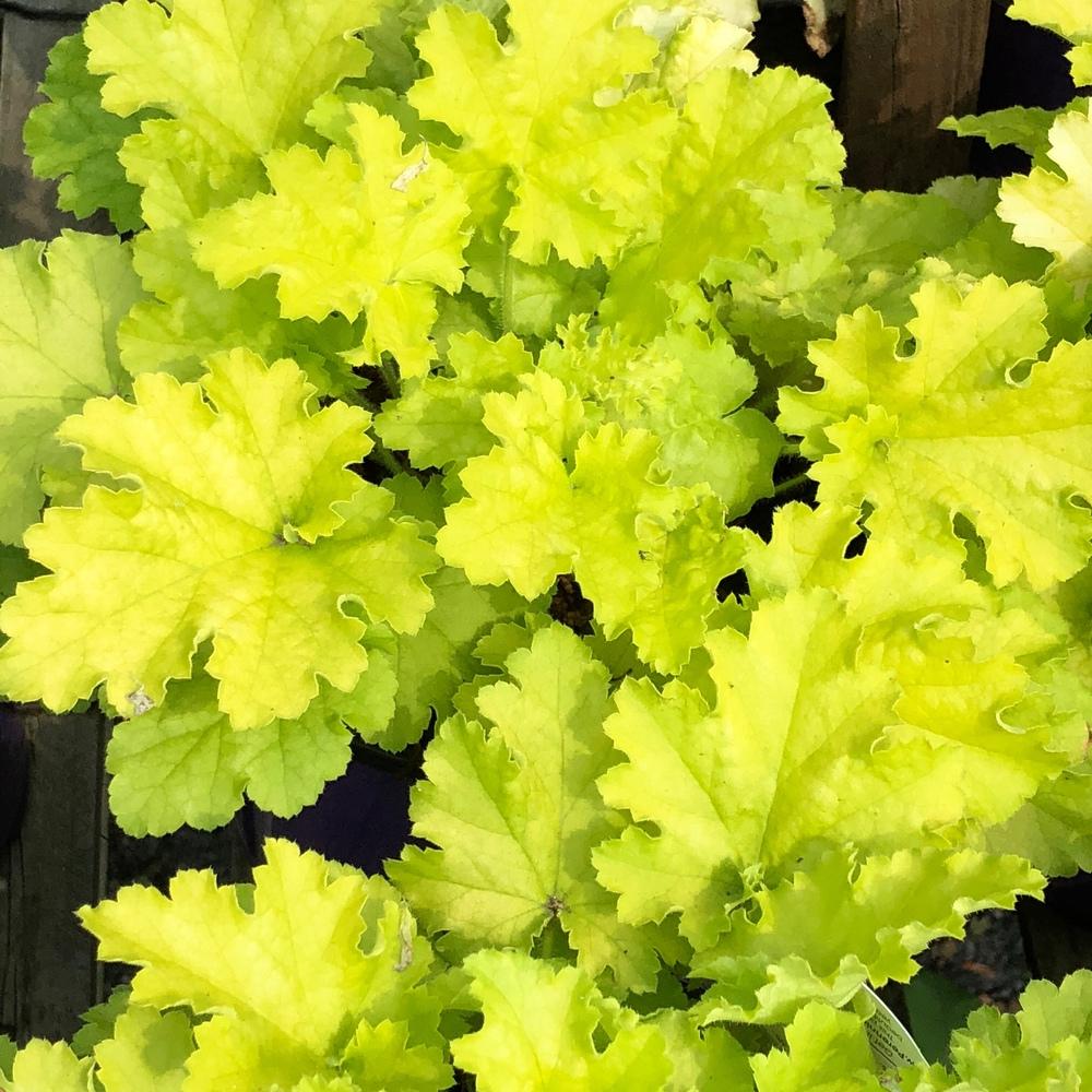 Heuchera vilosa 'Citronelle'